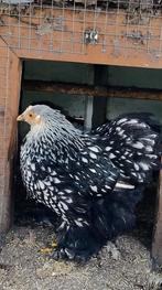 Cochin kriel hen, Dieren en Toebehoren, Pluimvee