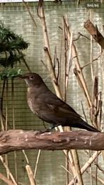 Merel pop van 2025, Dieren en Toebehoren, Vrouwelijk, Wildzangvogel, Geringd
