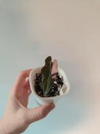 Alocasia Nobilis Pink Variegata, Huis en Inrichting, Ophalen