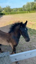 fries hengsten veulen (mag de mama verlaten), Dieren en Toebehoren, Hengst, Onbeleerd, 165 tot 170 cm, 0 tot 2 jaar