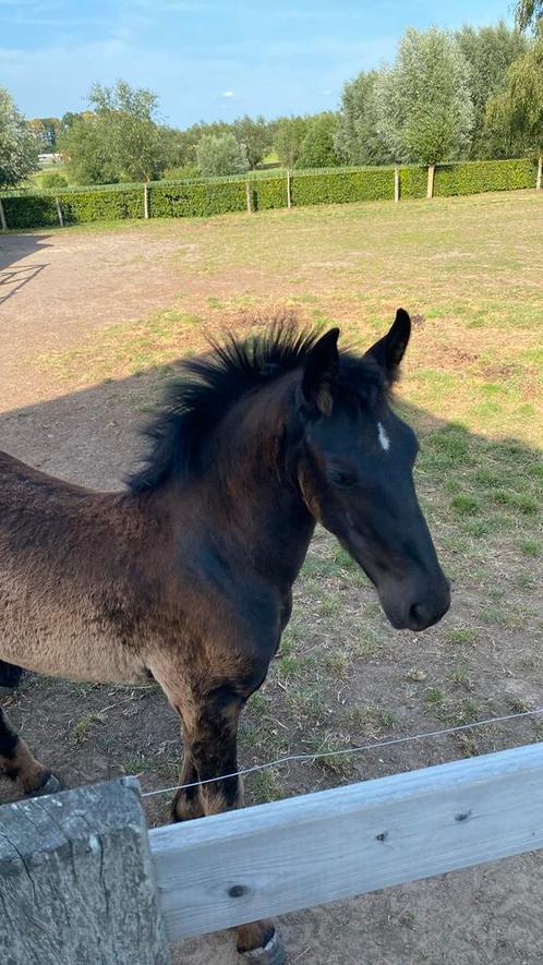 fries hengsten veulen (mag de mama verlaten), Dieren en Toebehoren, Paarden, Hengst, Onbeleerd, 165 tot 170 cm, 0 tot 2 jaar