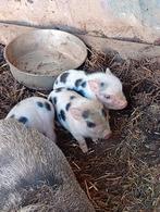 Mooie mini varkens, Dieren en Toebehoren, Schapen, Geiten en Varkens