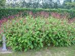 Struik: “Persicaria amplexicaule”, Jardin & Terrasse, Plantes | Arbustes & Haies, Enlèvement, Arbuste
