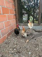Trio seramas, Plusieurs animaux, Poule ou poulet