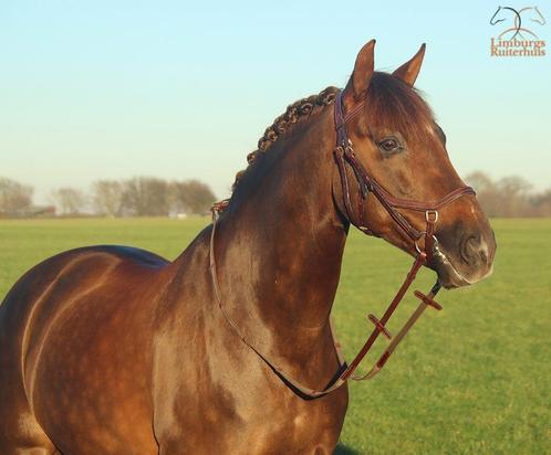 Profi-Rider Revolution anatomisch Hoofdstel Bruin Cob + Full, Dieren en Toebehoren, Paarden en Pony's | Hoofdstellen en Tuigage