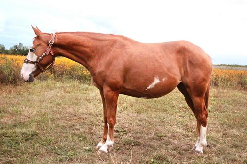 Drachtige frame overo merrie, Dieren en Toebehoren, Pony's, Merrie, Onbeleerd, D pony (1.37m tot 1.48m), Westernpony, 3 tot 6 jaar