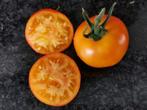 5 zaden tomaat Grungy in the Sky bicolor BIO, Tuin en Terras, Voorjaar, Zaad, Verzenden