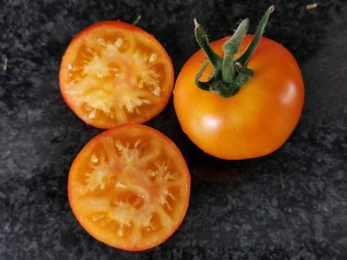 5 zaden tomaat Grungy in the Sky bicolor BIO, Tuin en Terras, Bloembollen en Zaden, Zaad, Voorjaar, Verzenden