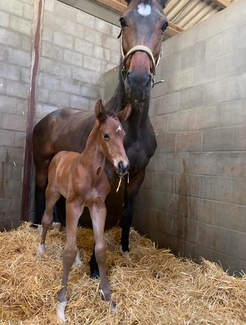 Hengstveulen te koop beschikbaar voor biedingen