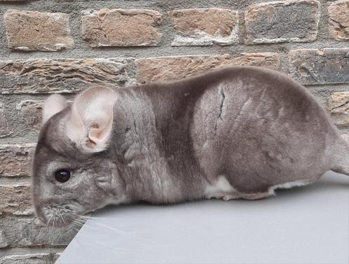 Chinchilla : knappe Beige bok, Animaux & Accessoires, Rongeurs, Mâle, Chinchilla, Domestique