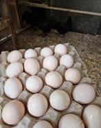 Ayam Cemani-eieren, Dieren en Toebehoren, Ophalen of Verzenden