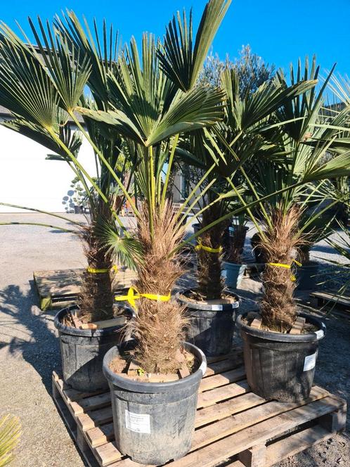 Palmboom Trachycarpus Wagnerianus, Tuin en Terras, Planten | Bomen, Palmboom, Ophalen