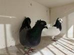 Pigeons, pigeons serbes, Animaux & Accessoires