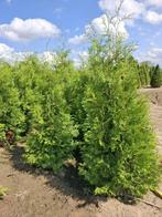 Laurieren en andere groenblijvende hagen, Ophalen, Overige soorten