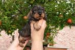 Prachtige ruwharige teckel pups (kleine dwerg), Dieren en Toebehoren, Honden | Teckels en Dashonden, België, CDV (hondenziekte)