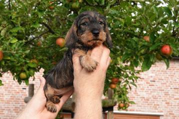 Beaux chiots teckel à poils durs (petite nain), Animaux & Accessoires, Poils durs, Plusieurs, Belgique, Plusieurs animaux