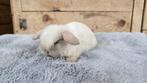 Minilop voedstertjes, Dieren en Toebehoren, Konijnen