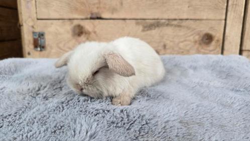 Minilop voedstertjes, Dieren en Toebehoren, Konijnen