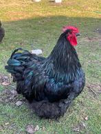 Orpington XL broedeieren “Black Emerald”, Dieren en Toebehoren, Geslacht onbekend, Kip