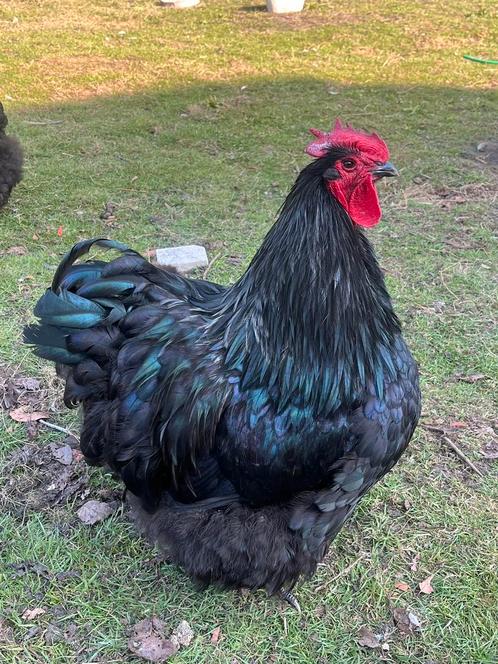 Orpington XL broedeieren “Black Emerald”, Dieren en Toebehoren, Pluimvee, Kip, Geslacht onbekend