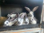 groot lotharingers wit blauw rammen en voedsters, Meerdere dieren, Groot, 0 tot 2 jaar