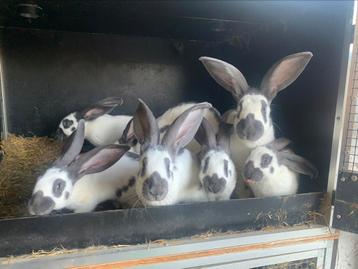 groot lotharingers wit blauw rammen en voedsters, Plusieurs animaux, Grand, 0 à 2 ans