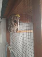 Perruches, Animaux & Accessoires, Oiseaux | Cages & Volières, Enlèvement, Utilisé, Bois, Cage à oiseaux