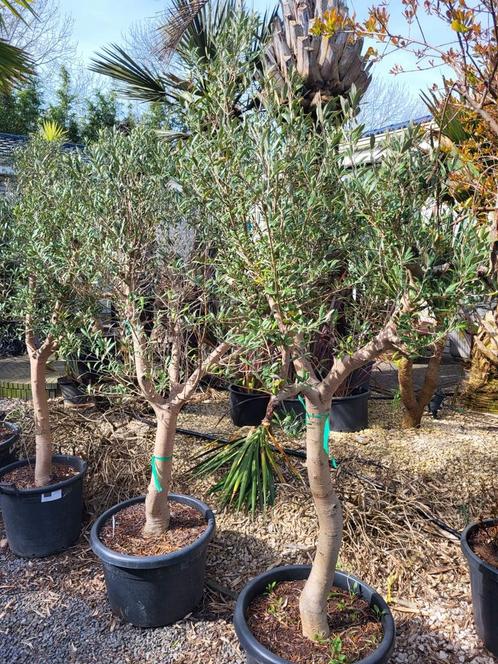 Olea europaea, circonférence du tronc de 25/30 cm, Jardin & Terrasse, Plantes | Arbres, Enlèvement ou Envoi