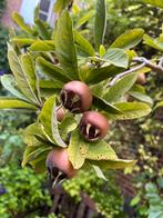 VERSE MISPELS MISPEL FRUIT BIO KOKEN, Ophalen