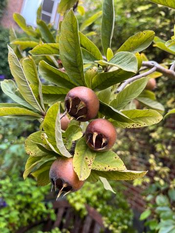 VERSE MISPELS MISPEL FRUIT BIO KOKEN beschikbaar voor biedingen