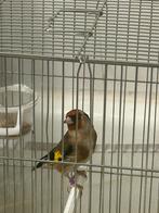 parva baguée, Animaux & Accessoires, Oiseaux | Oiseaux Autre