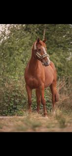 7 jarige merrie, Dieren en Toebehoren, Paarden, Merrie, 165 tot 170 cm, Springpaard, 7 tot 10 jaar