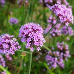 verveine - verveine, Plein soleil, Enlèvement, Autres espèces, Été