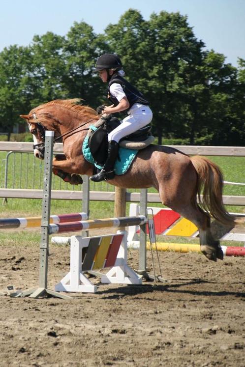 B pony - Ervaren LRV pony met winnaarsmentaliteit, Animaux & Accessoires, Poneys, B
