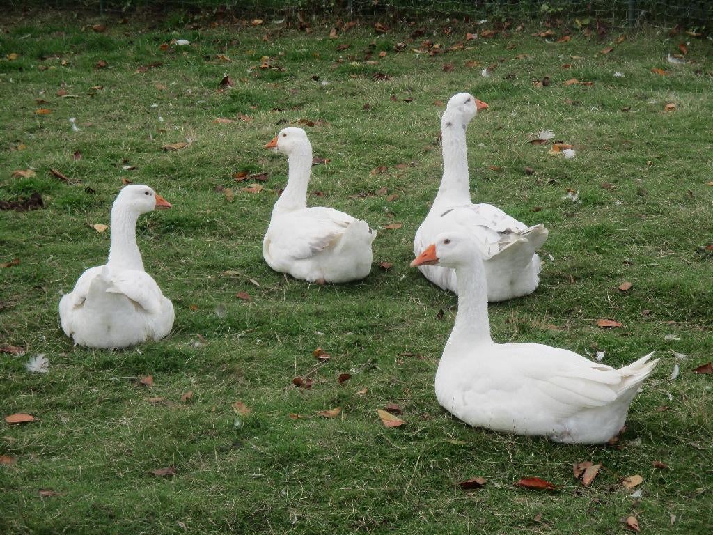 Oie blanche de basse-cour, femelle d'un an, Animaux & Accessoires, Volatiles, Femelle