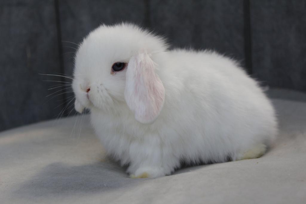 Minilop dwergkonijntjes, Plusieurs animaux, Petit, Oreilles tombantes, 0 à 2 ans