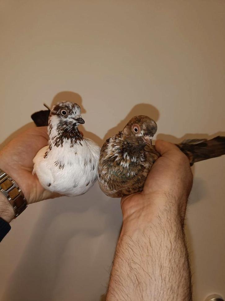 Portugese Tuimelaars koppel 5+6, Animaux & Accessoires, Oiseaux | Pigeons, Pigeon culbutant ou Roller, Plusieurs animaux