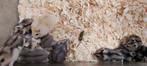hamsters, Dieren en Toebehoren, Maart, Meerdere dieren, Hamster