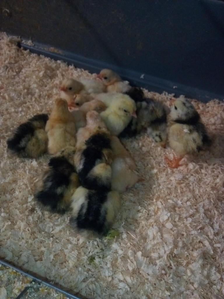 kuikens, Animaux & Accessoires, Volatiles, Poule ou poulet