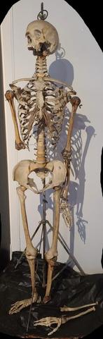 Crâne - squelette d'étude anatomique, Enlèvement ou Envoi, Utilisé