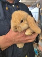 Superlieve NHD dwergkonijn tjes, Mâle, Nain, Oreilles tombantes, 0 à 2 ans