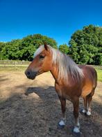 Haflinger ruin, Dieren en Toebehoren, Pony's, Ruin, Zadelmak, Recreatiepony, D pony (1.37m tot 1.48m)