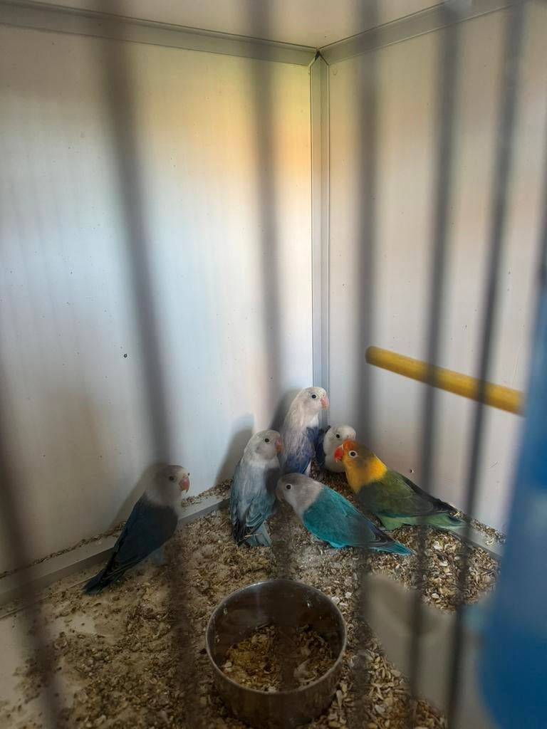 Inseparables fisher 2025, Animaux & Accessoires, Oiseaux | Perruches & Perroquets