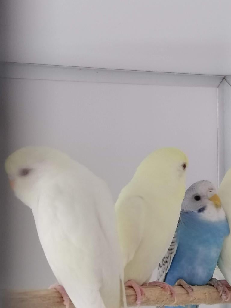 Perruches, Plusieurs animaux, Perruche