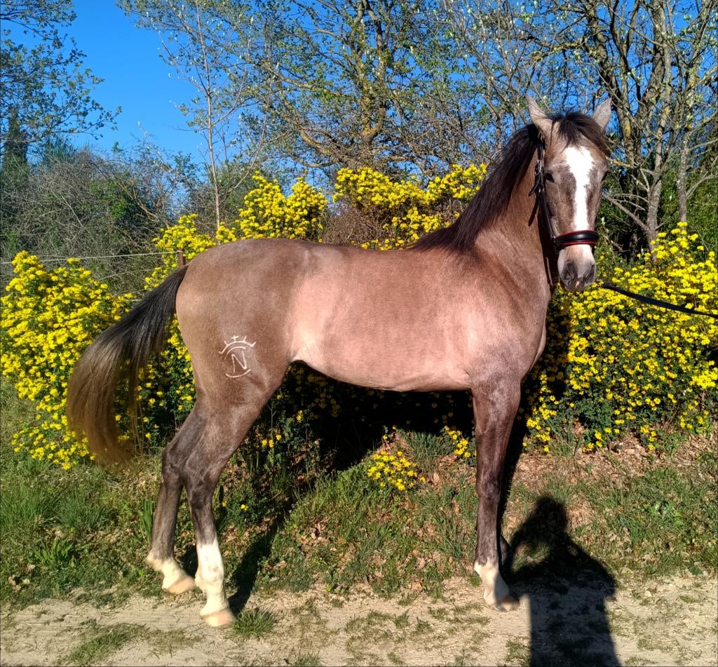 DESEADA   Magnifique pouliche PP PRE, Dieren en Toebehoren, Paarden, Merrie, Zadelmak, 3 tot 6 jaar, Dressuurpaard, Met stamboom