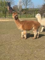 3 drachtige alpaca merries, Dieren en Toebehoren, Mei, Vrouwelijk