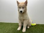 Siberische Husky pups - langharig, België, 8 tot 15 weken, Poolhond, Parvo