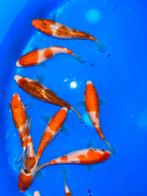 Sakazume Tosai 13-16cm. 10 voor 175€, Dieren en Toebehoren, Karper of Koi