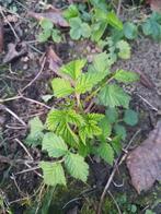 Gratis stekjes van frambozenstruik - framboos plantje, Ophalen, Zomer, Vaste plant, Fruitplanten