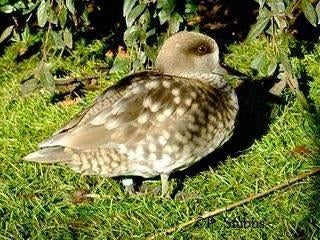 Marmertaling Marmer taling Gezocht, Dieren en Toebehoren, Pluimvee, Vrouwelijk, Eend